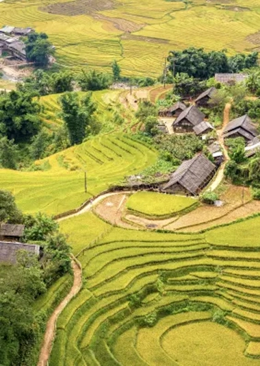 Sapa