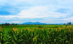 Hoi an cam kim village