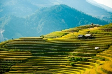 Mu Cang Chai